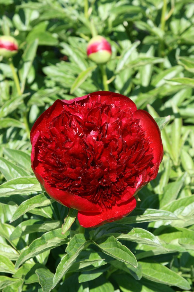 Pfingstrose Red Charm Pfingstrose Red Charm