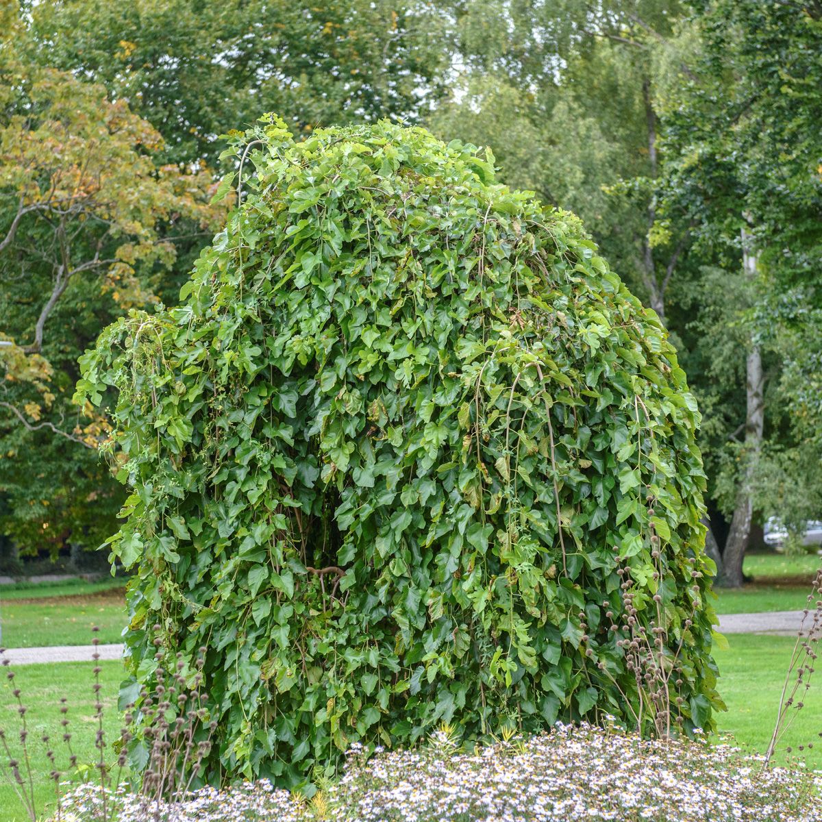 Hängemaulbeerbaum Pendula Hängemaulbeerbaum Pendula