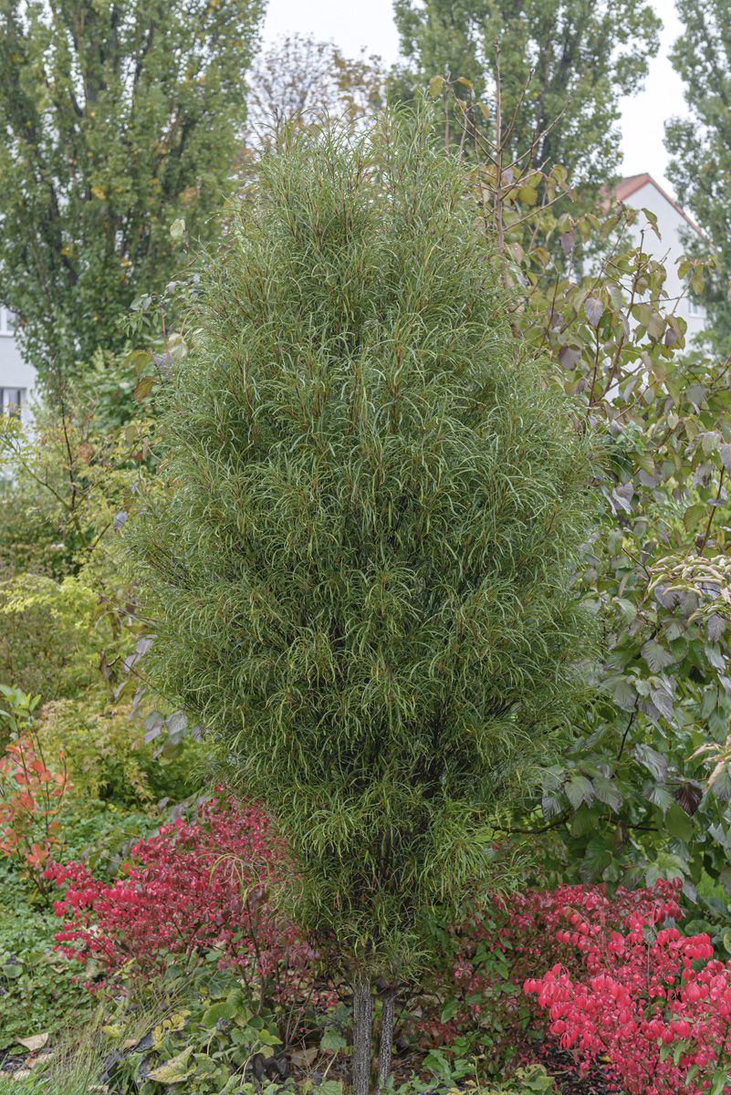 Farnblättriger Säulenfaulbaum Fine Line® Farnblättriger Säulenfaulbaum Fine Line®