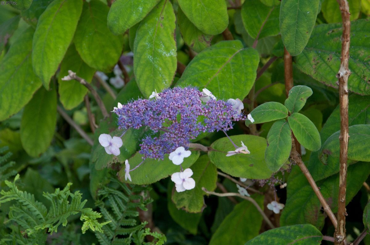 Zwergrauhblatthortensie