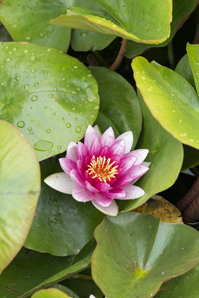Seerose Attraction