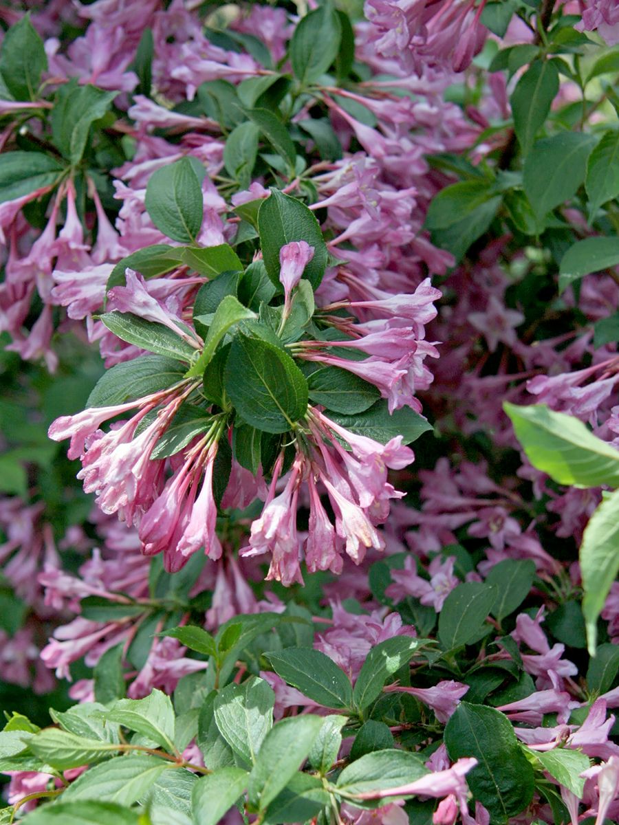 Weigelie Pink Princess