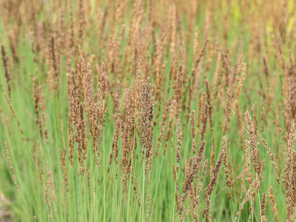 Moorpfeifengras Moorhexe