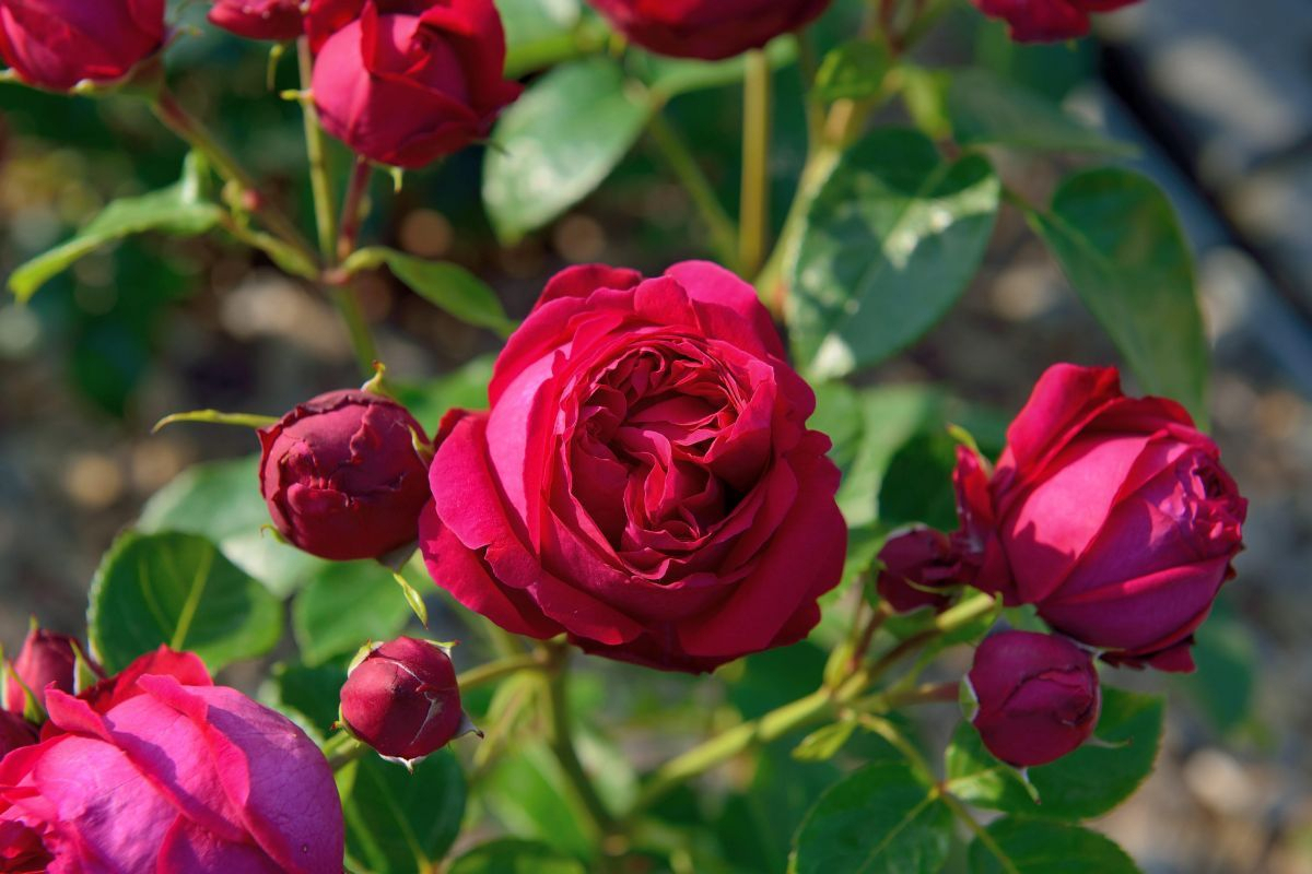 Red Eden Rose® Kletterrose (anspruchslos, starker Duft) Red Eden Rose® Kletterrose (anspruchslos, starker Duft)