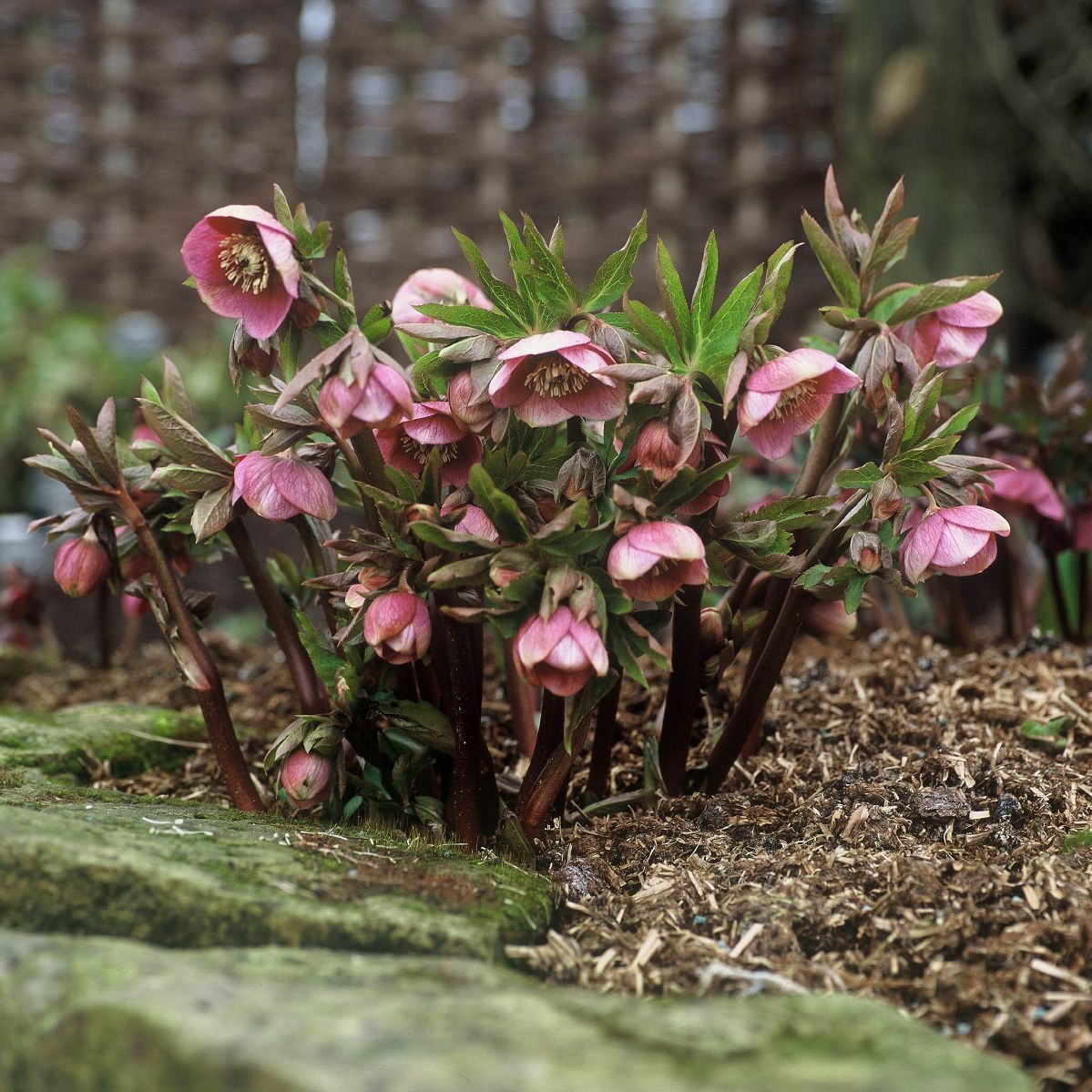 Lenzrose Ballard Hybrid