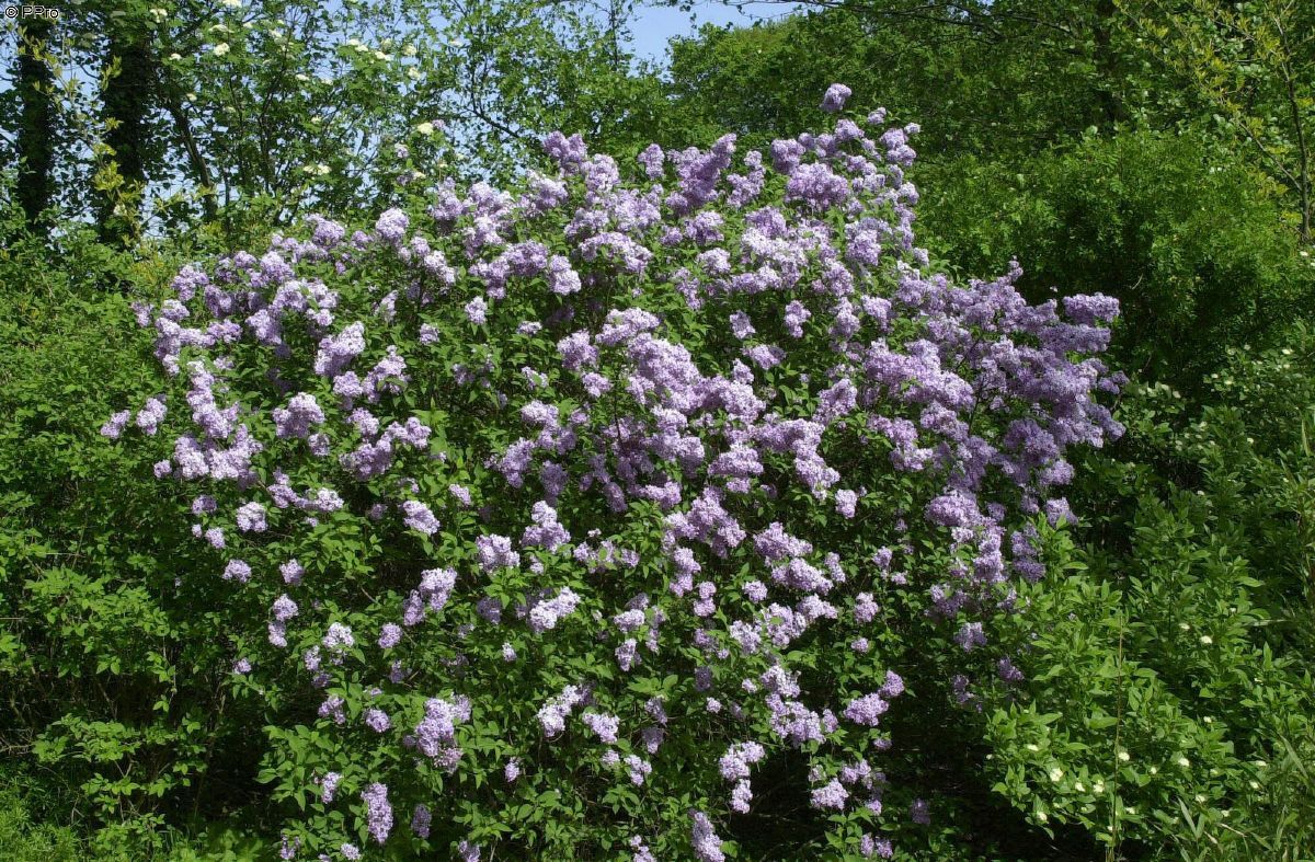 Bauernflieder Bauernflieder