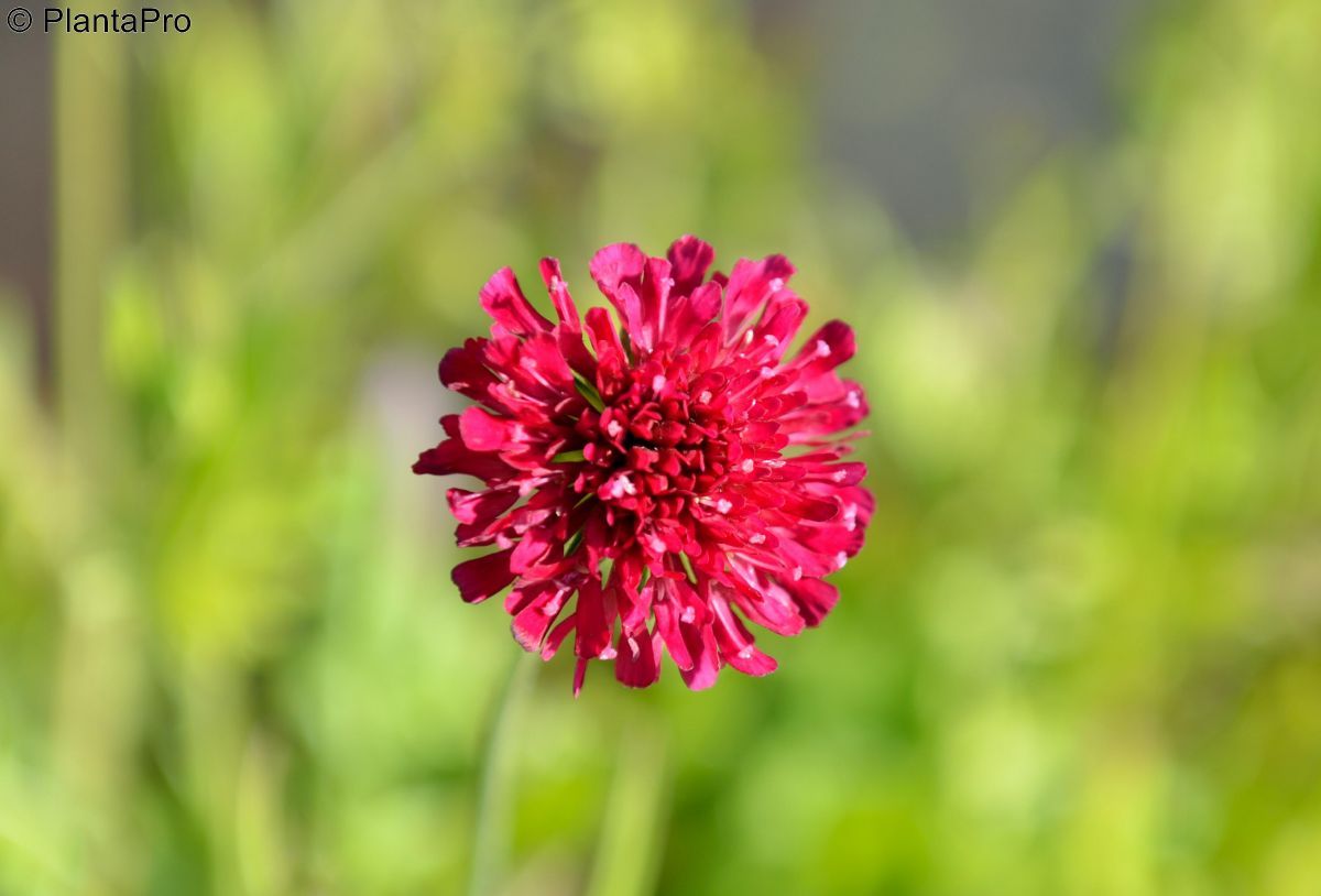 Witwenblume Red Knight Witwenblume Red Knight