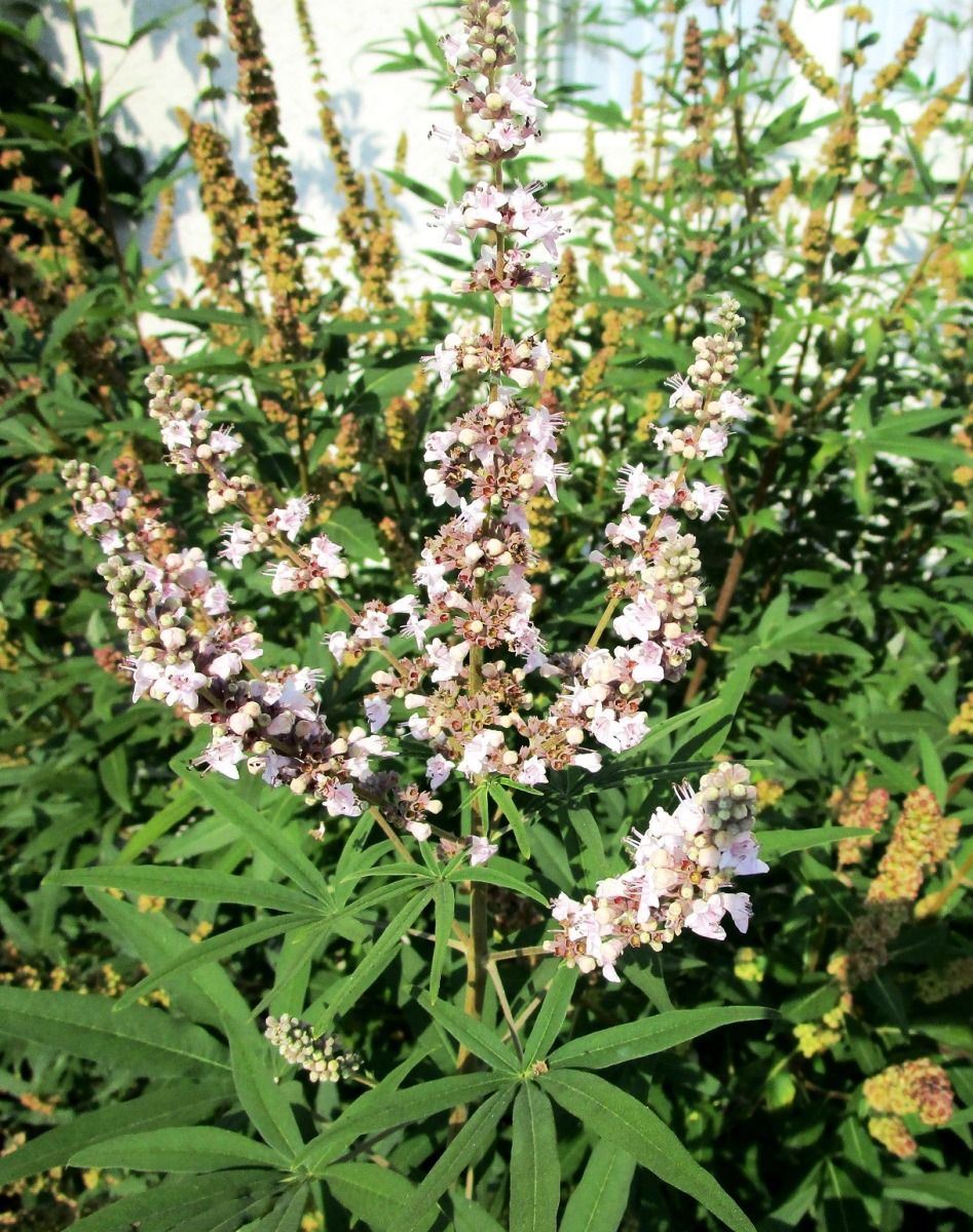 Mönchspfeffer Rosea