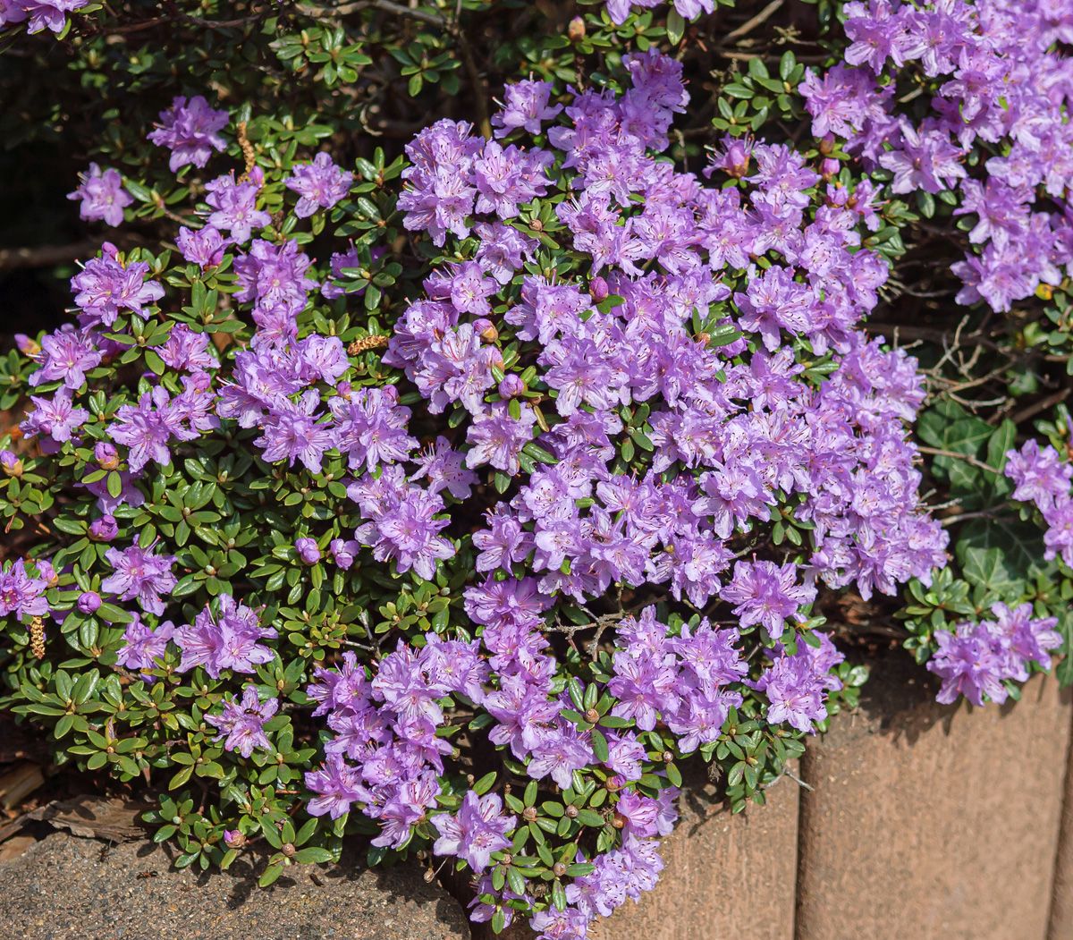 Rhododendron Ramapo