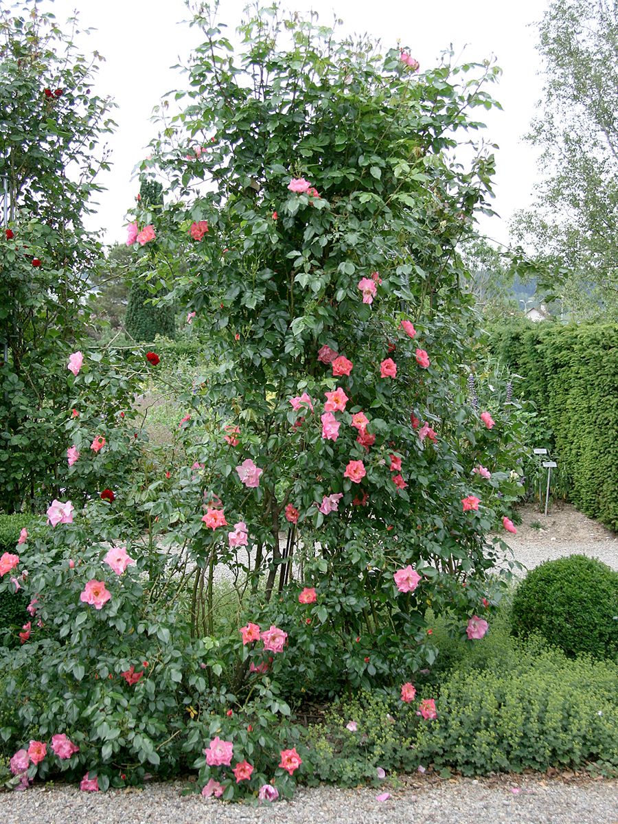 Summer Wine Kletterrose (anspruchslos, starker Duft, Hagebutten)