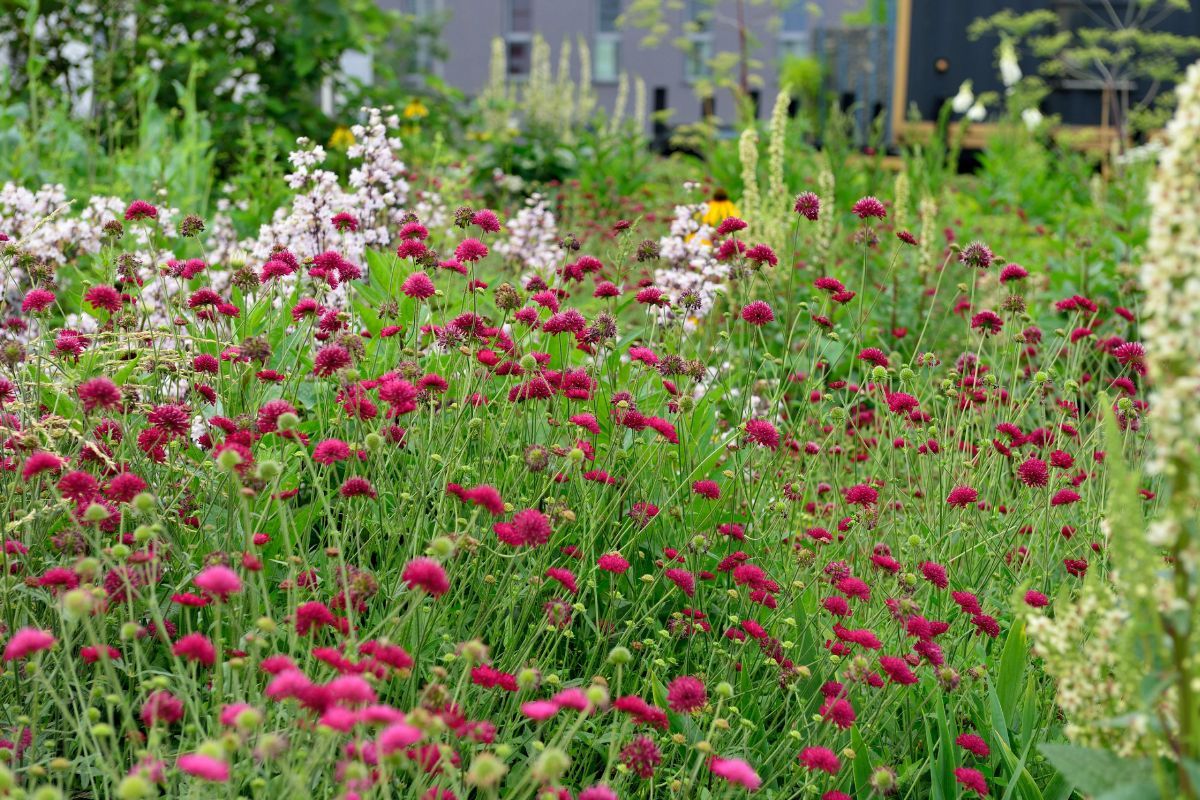 Witwenblume Mars Midget Witwenblume Mars Midget