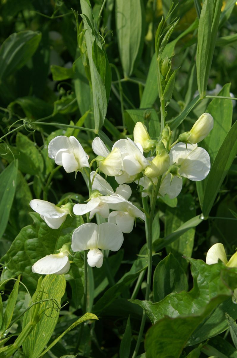 Staudenwicke White Pearl