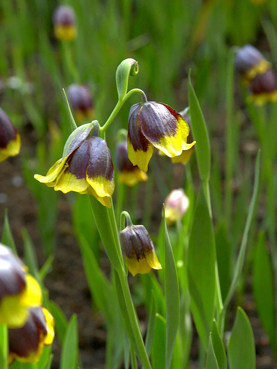 Schachbrettblume