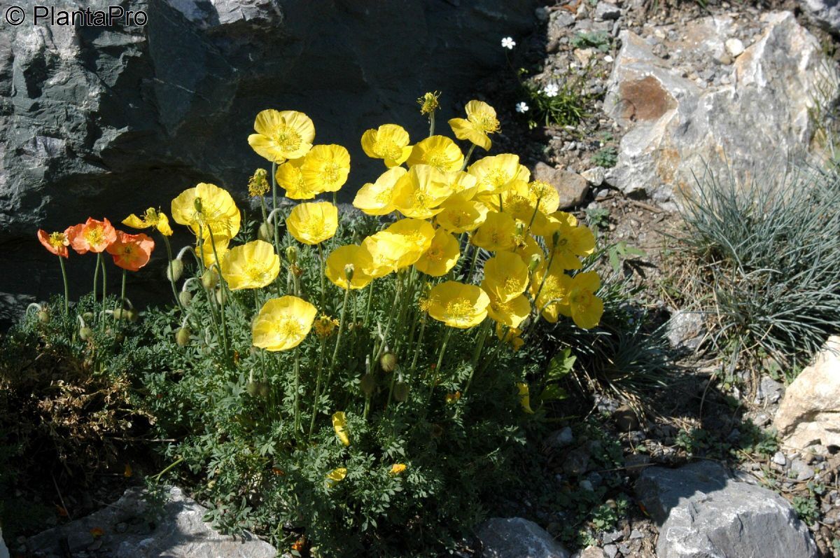 Alpenmohn