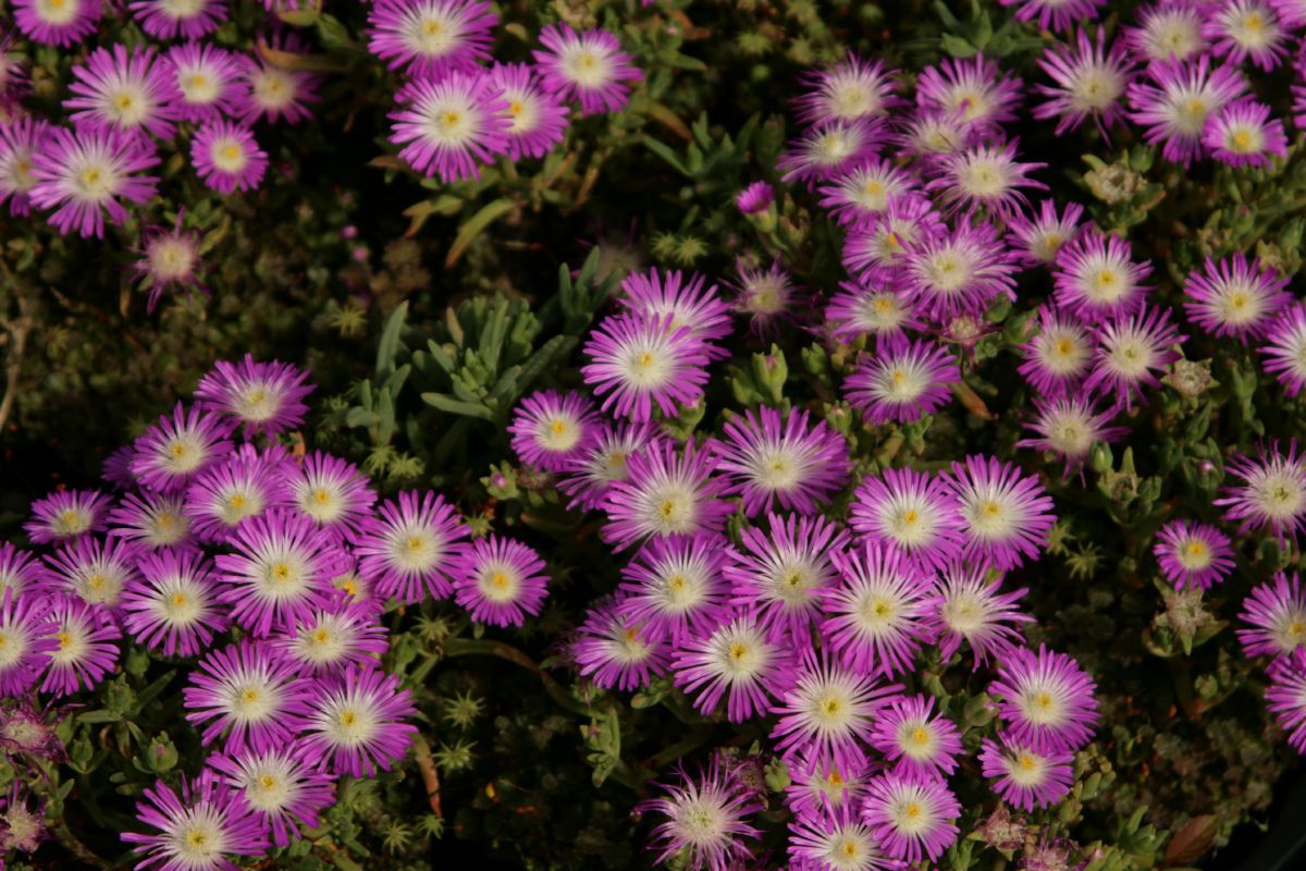 Mittagsblume Violett Wonder
