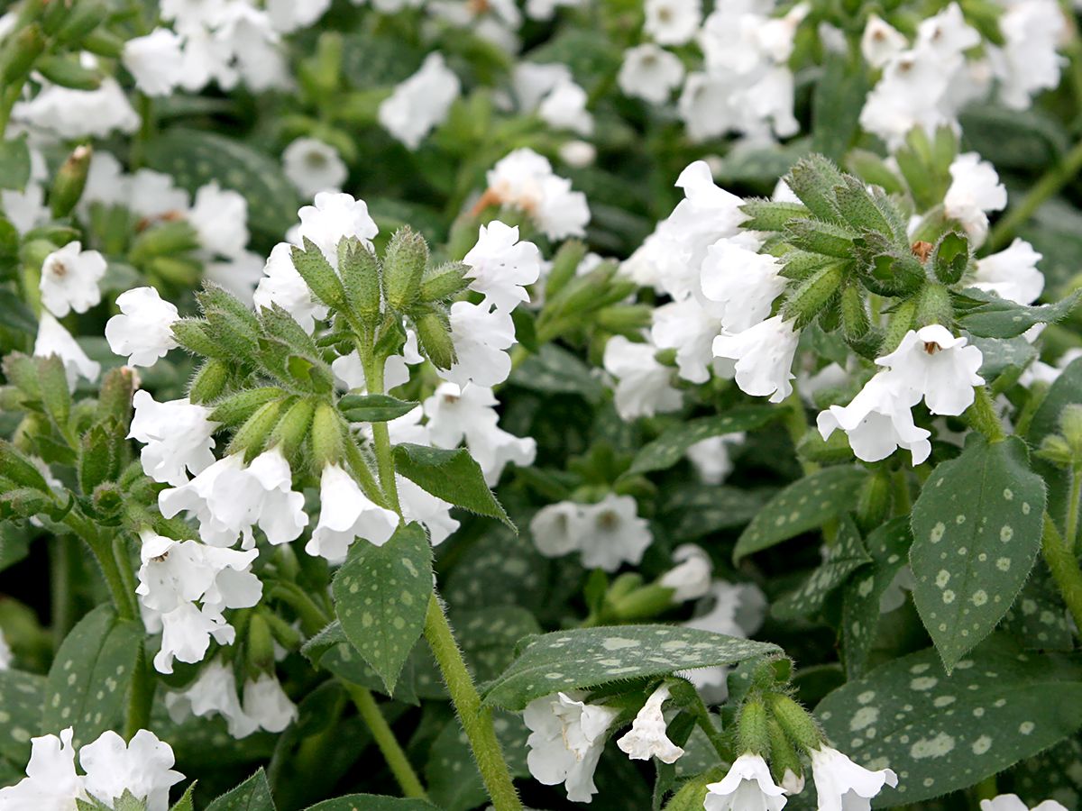 Lungenkraut Sissinghurst White