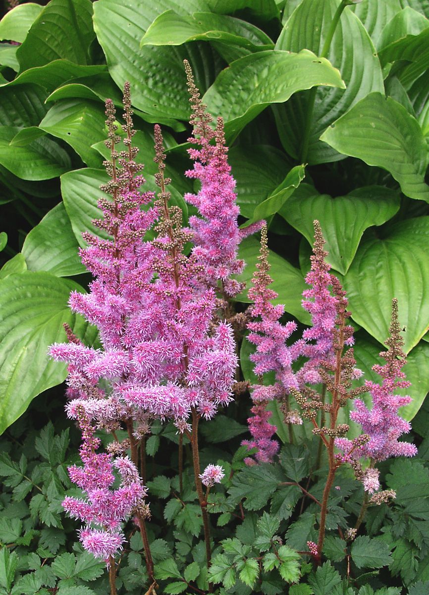 Prachtspiere Pumila