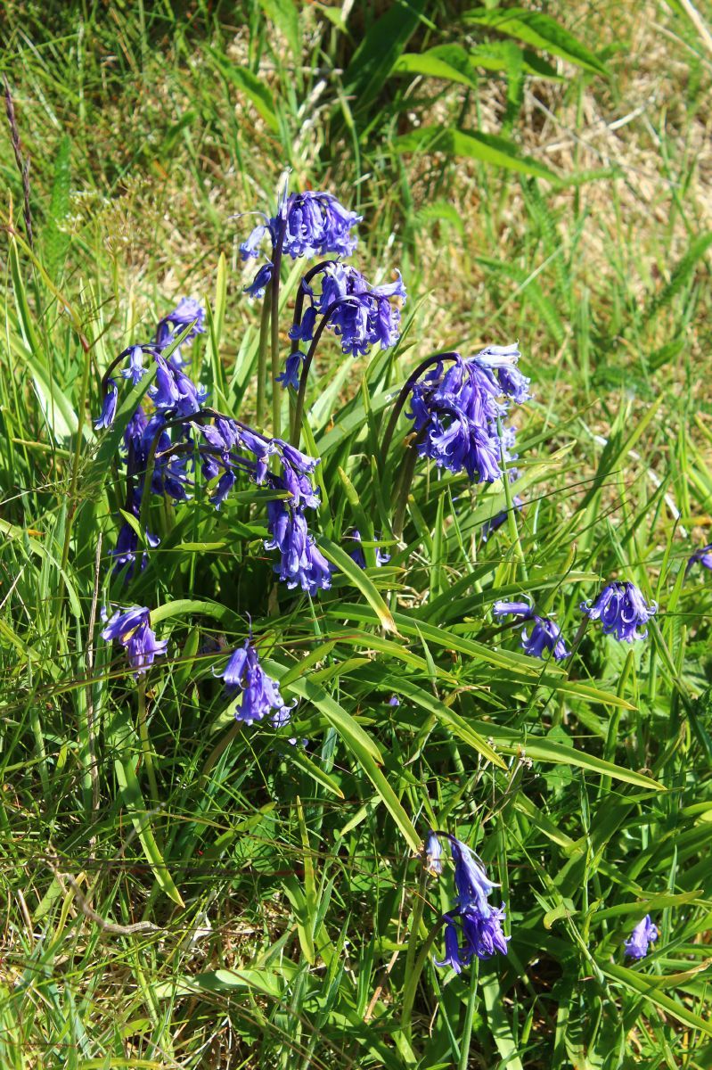 Blaustern