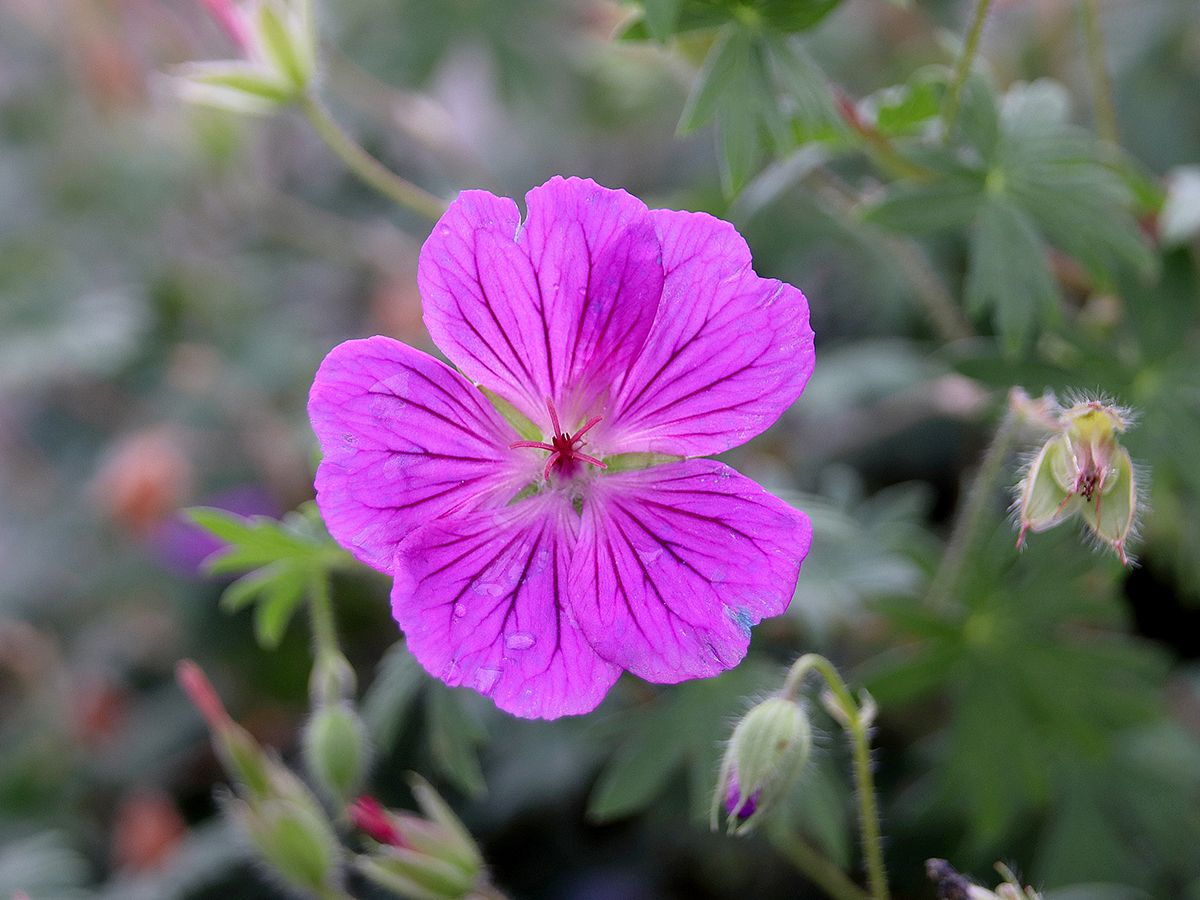 Blutstorchschnabel Hannelore