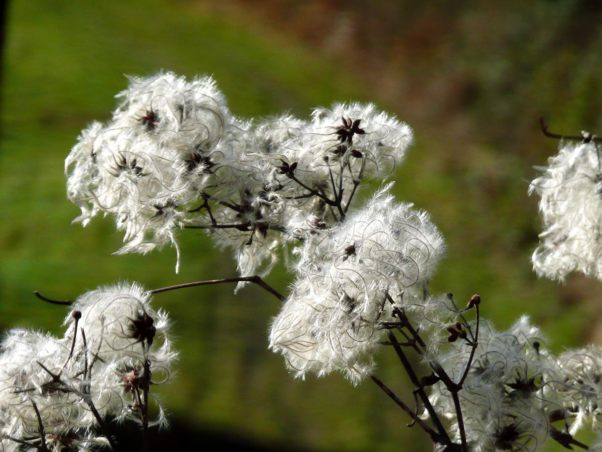 Heimische Waldrebe Heimische Waldrebe