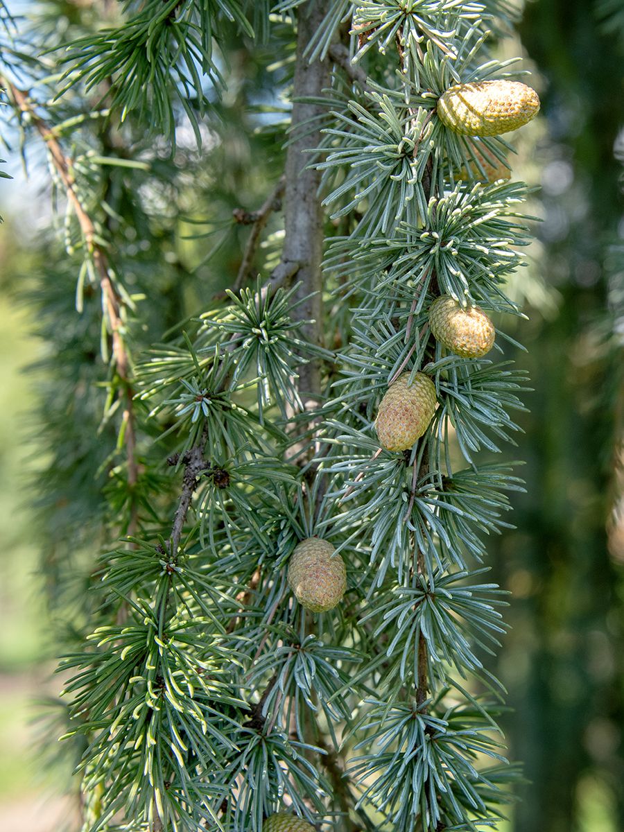 Hängezeder Glauca Pendula