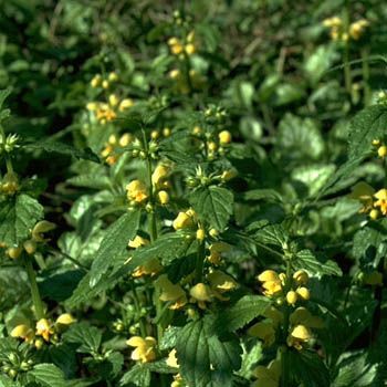 Goldnessel Florentinum