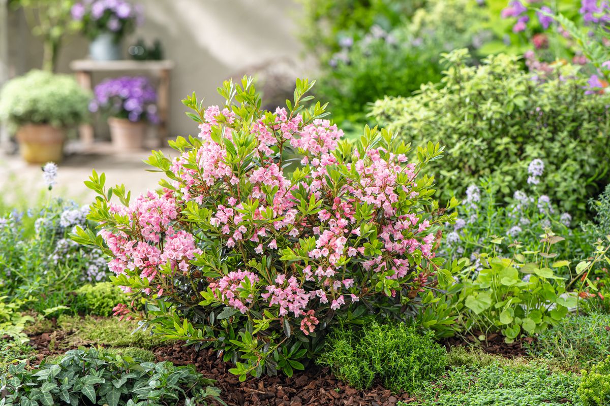 Rhododendron Bloombux® Magenta
