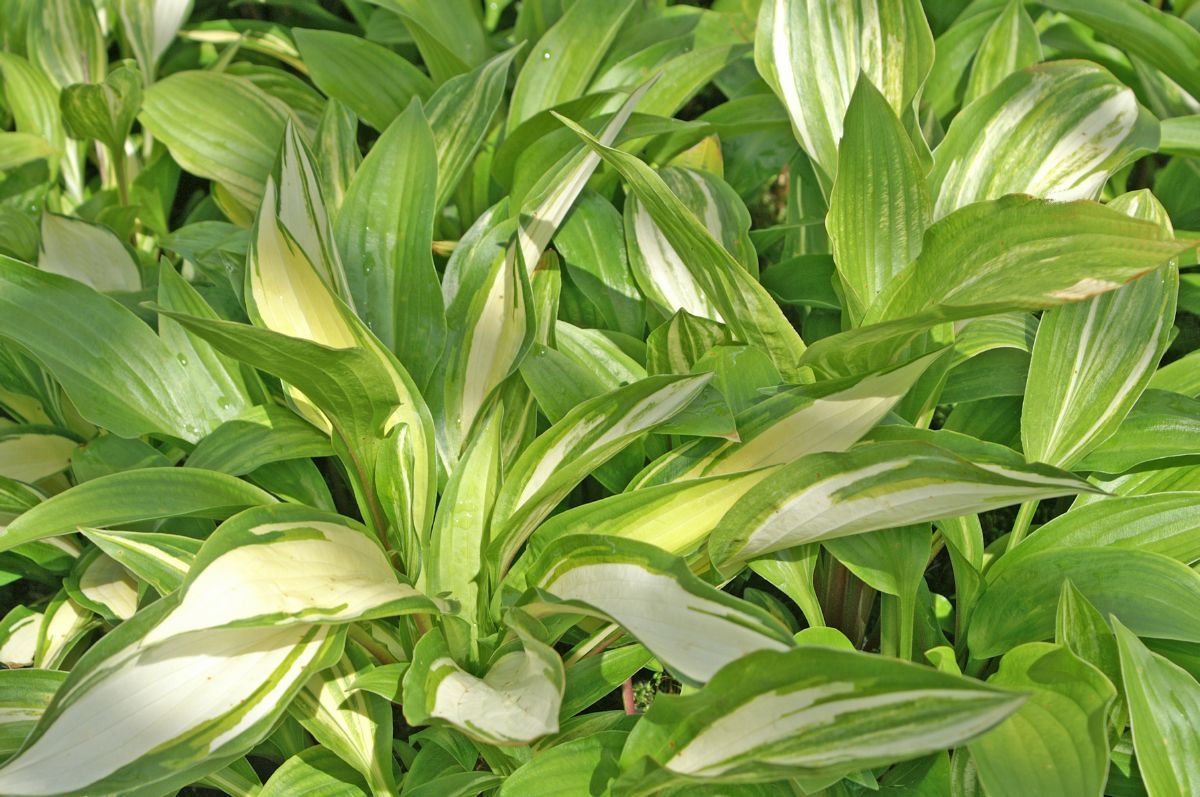 Hosta, Funkie Neat Splash