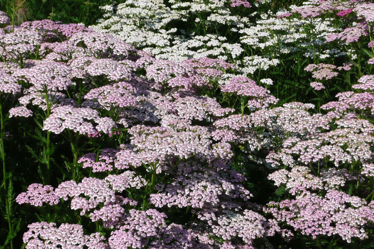 Schafgarbe Lilac Beauty