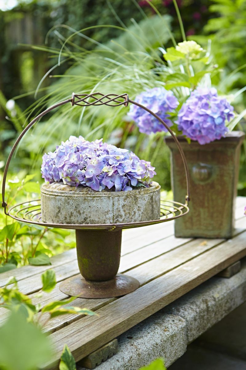 Gartenhortensie BloomStar® Gartenhortensie BloomStar®