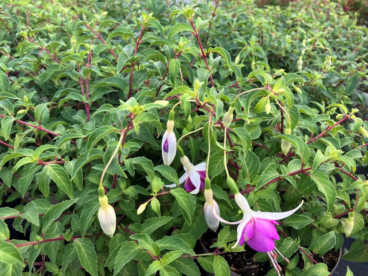 Fuchsie Delta Sarah