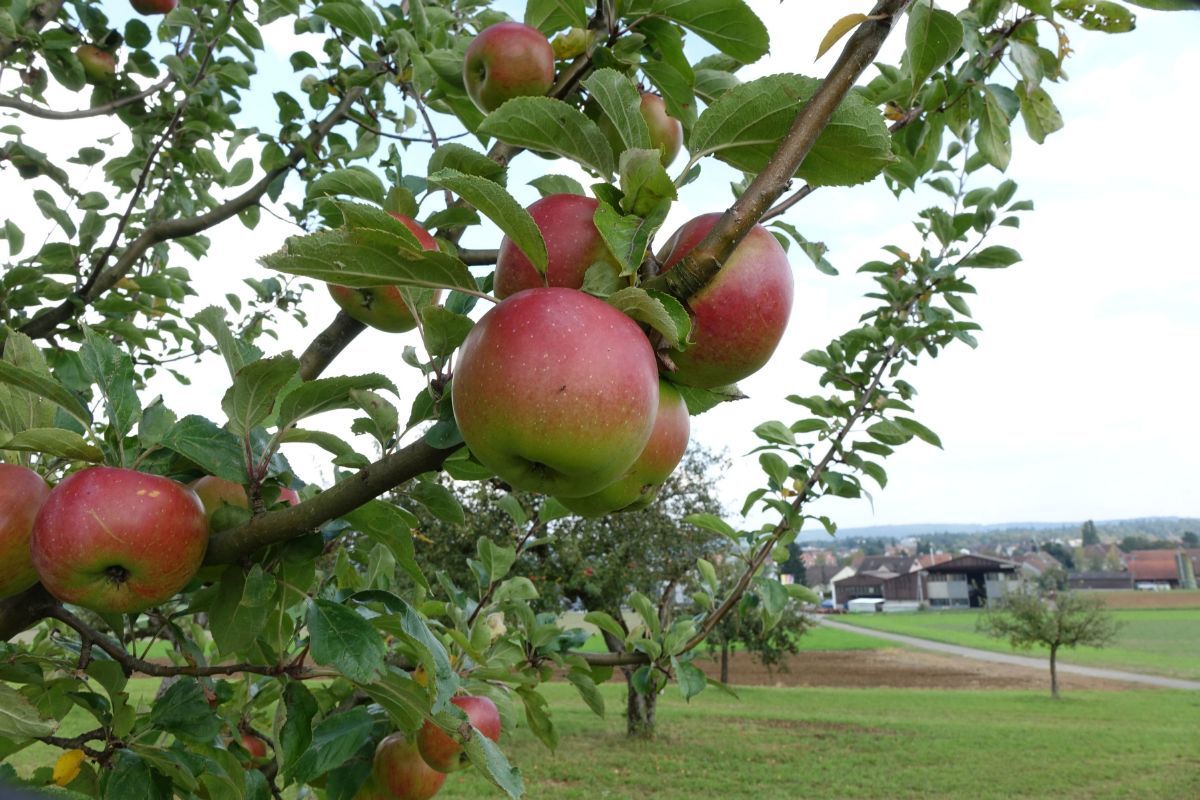 Wehntaler Hagapfel