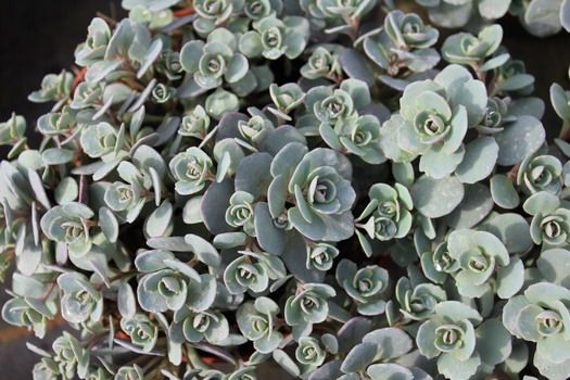 Fettblatt, Fetthenne Robustum