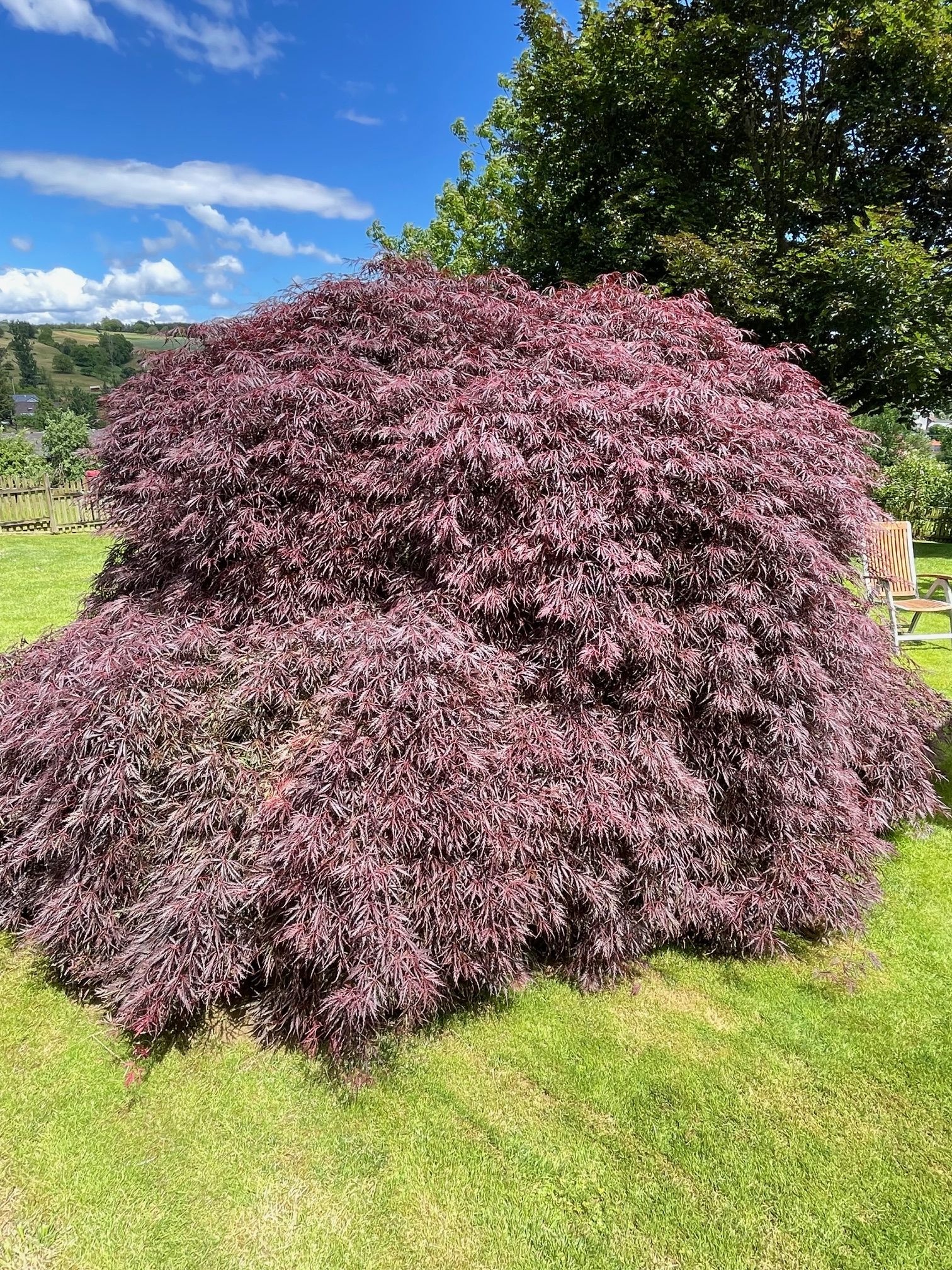 Geschlitztblättriger Fächerahorn Garnet Geschlitztblättriger Fächerahorn Garnet