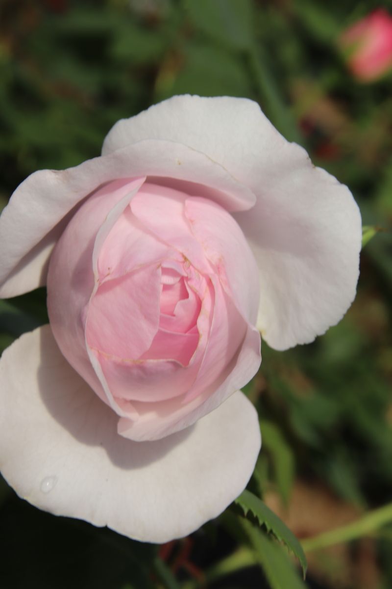 Olivia Rose Austin® Englische Strauchrose