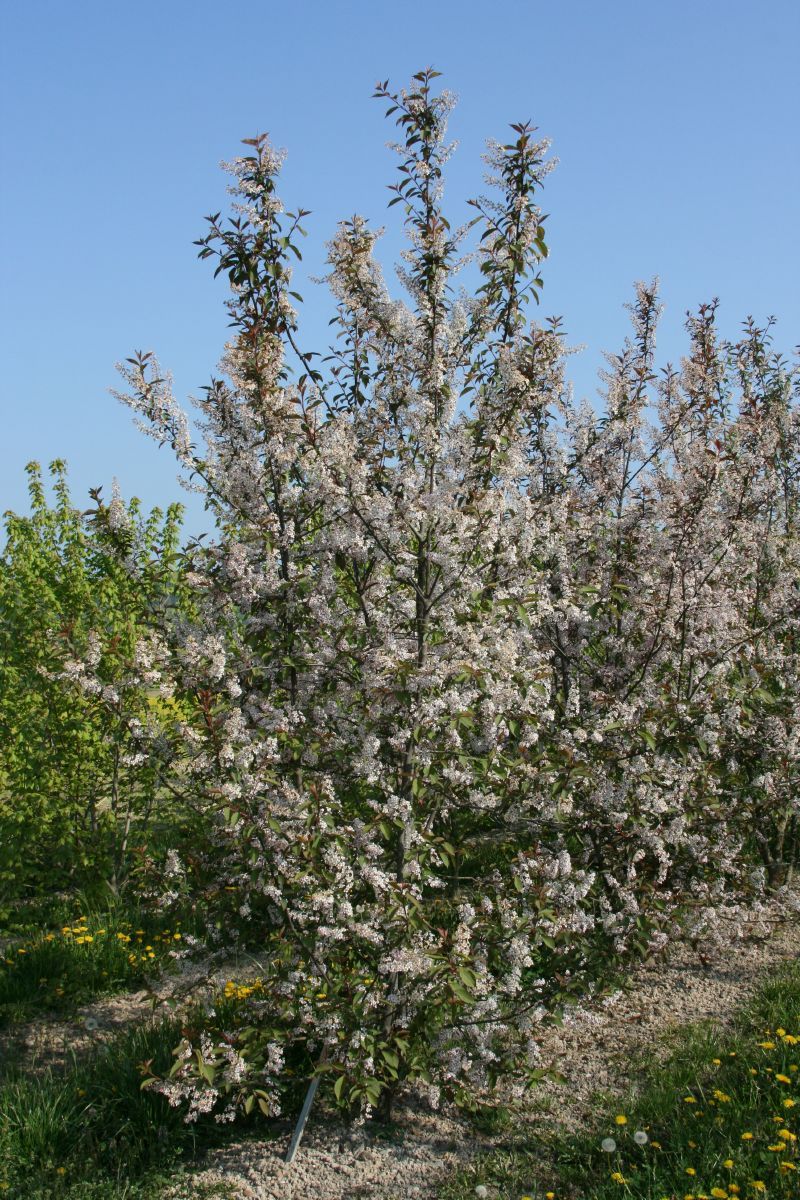 Traubenkirsche Colorata