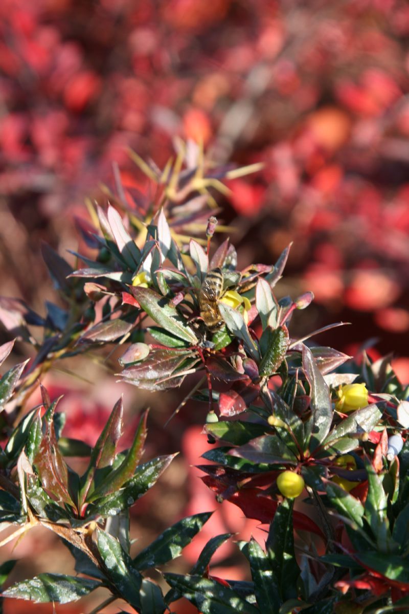 Berberitze Chenaultii