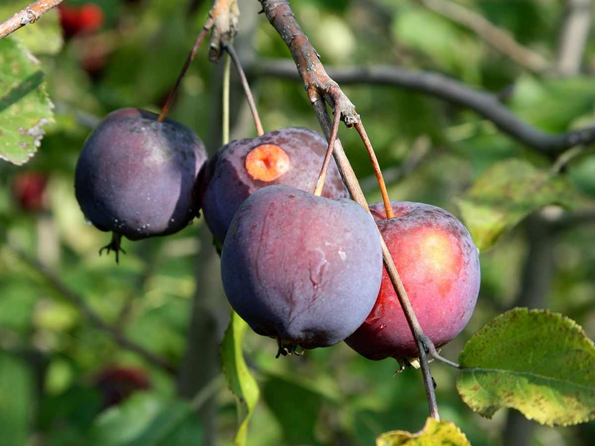 Zierapfel John Downie Zierapfel John Downie