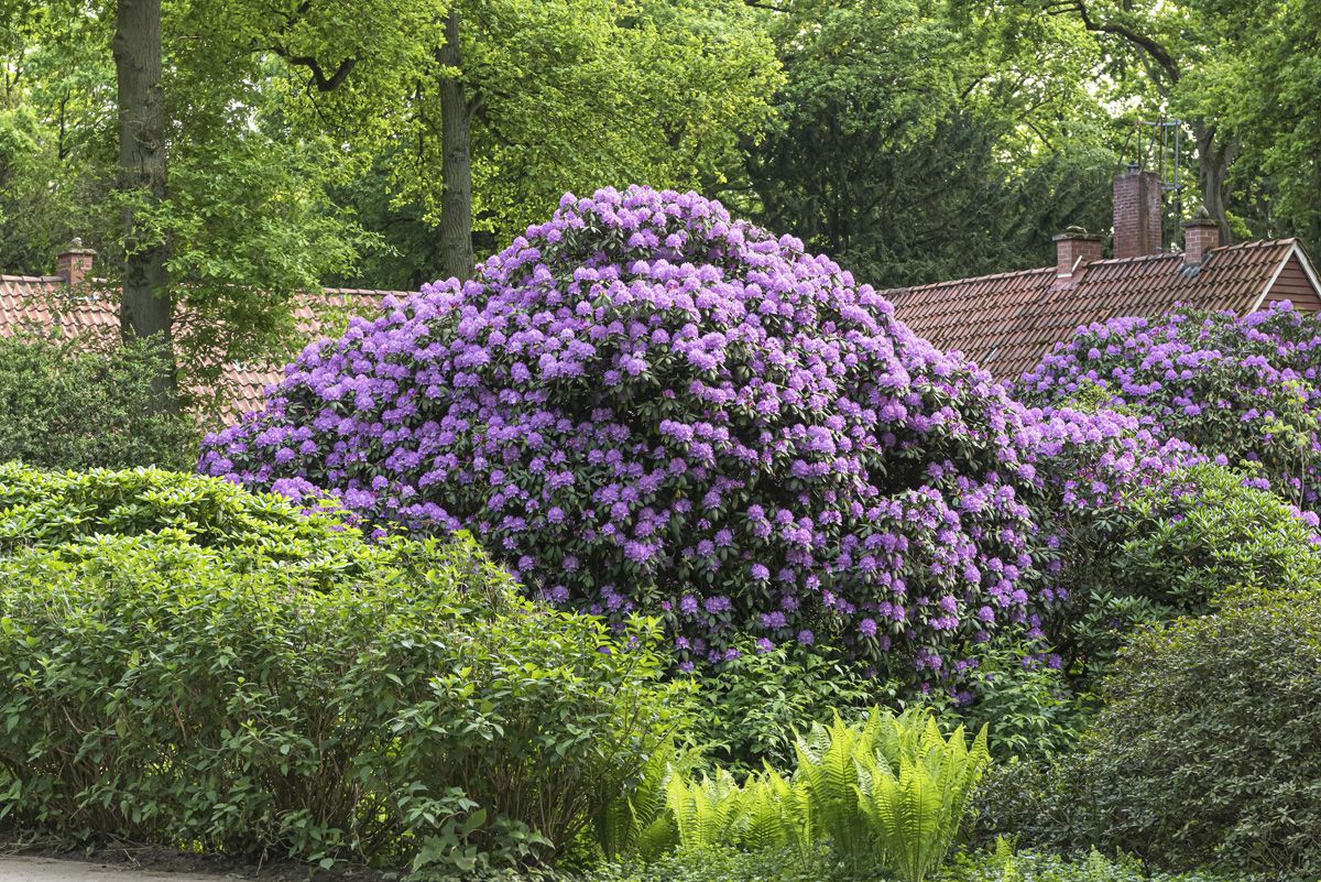 Rhododendron Catawbiense Grandiflorum