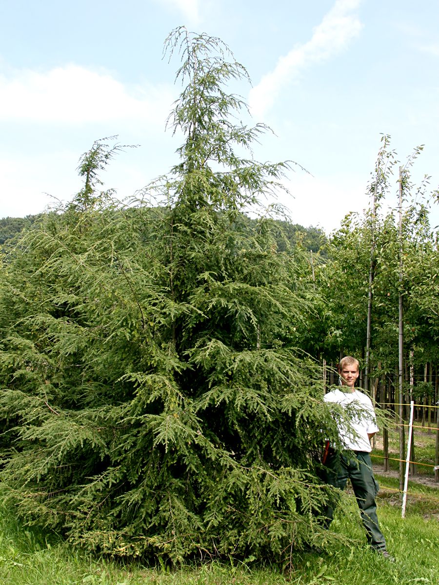 Hemlockstanne