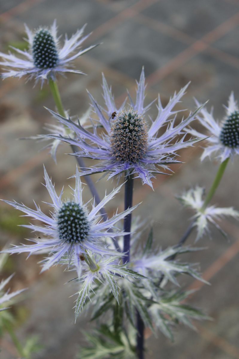Edeldistel, Mannstreu Big Blue