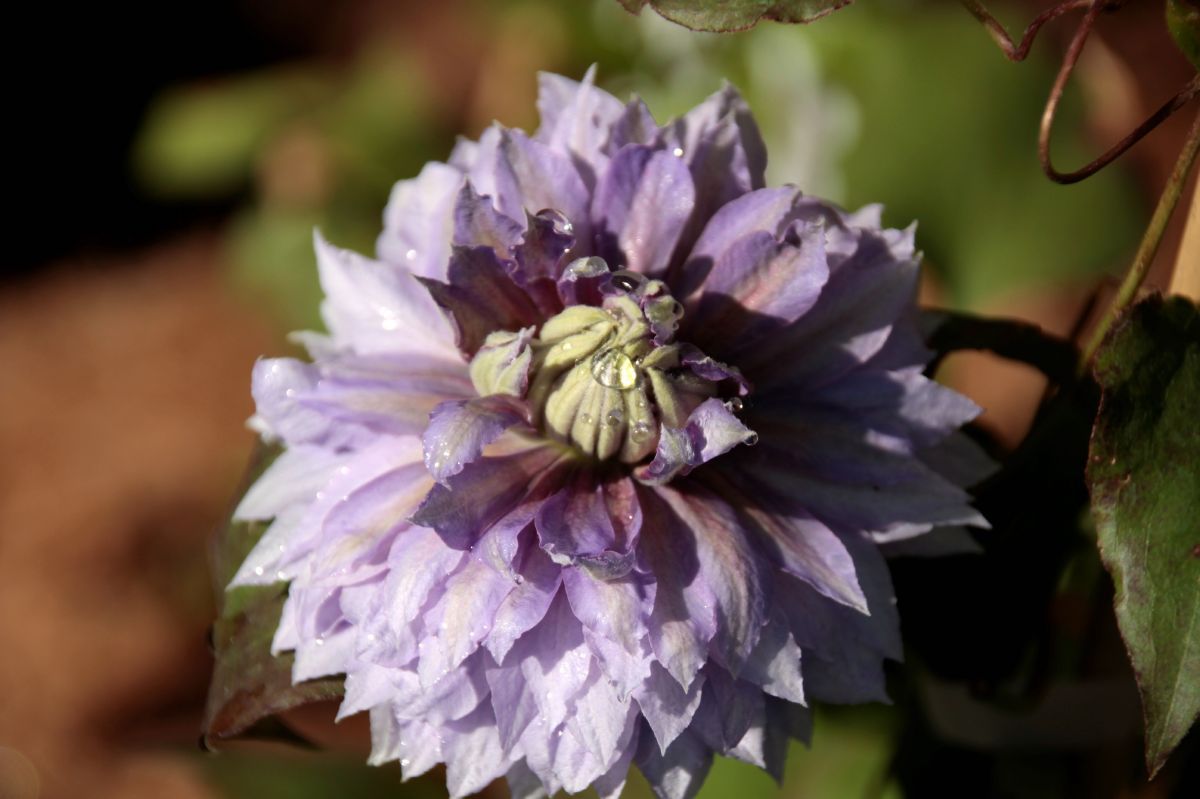 Waldrebe Diamantina Regal