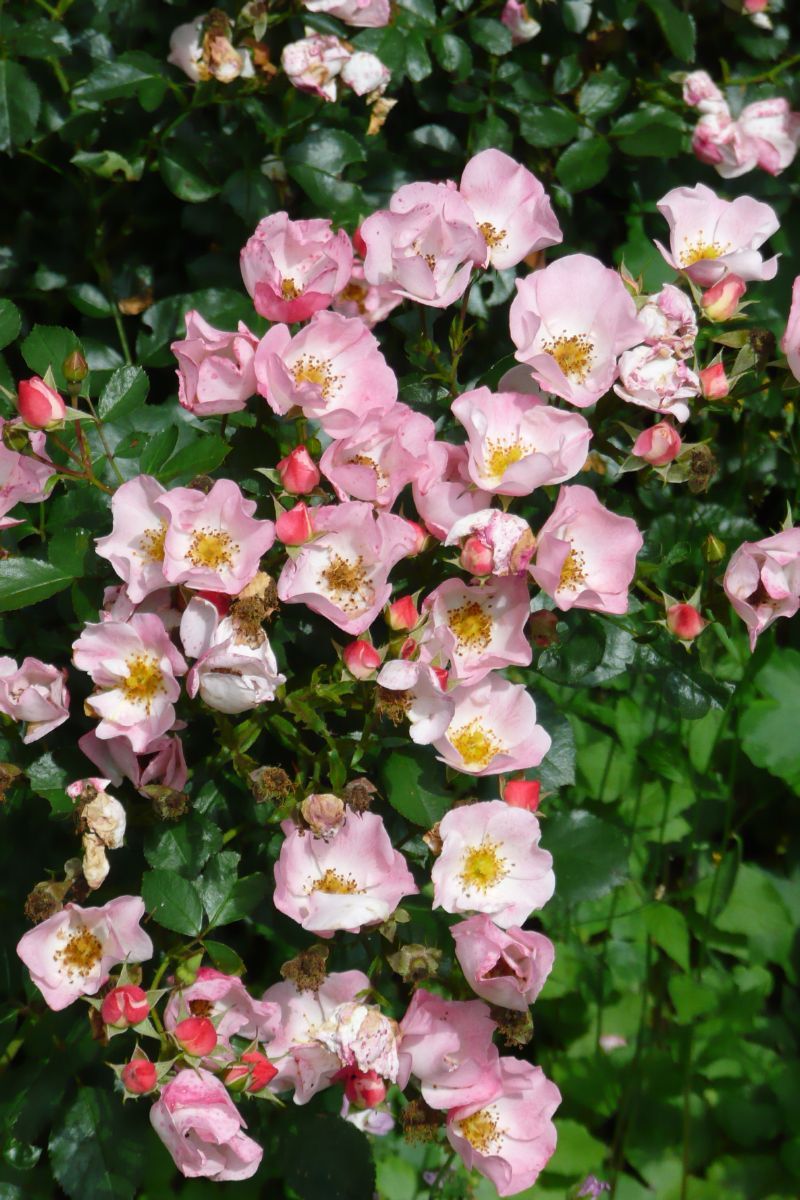 Bingo Meidiland® ADR 1994 Boden- und flächendeckende Rose (anspruchslos) Bingo Meidiland® ADR 1994 Boden- und flächendeckende Rose (anspruchslos)