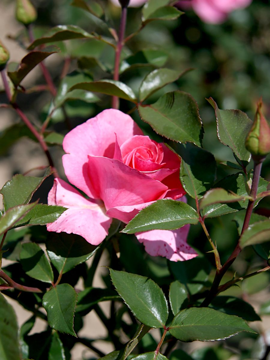 Romanze® Strauchrose (öfter blühend)