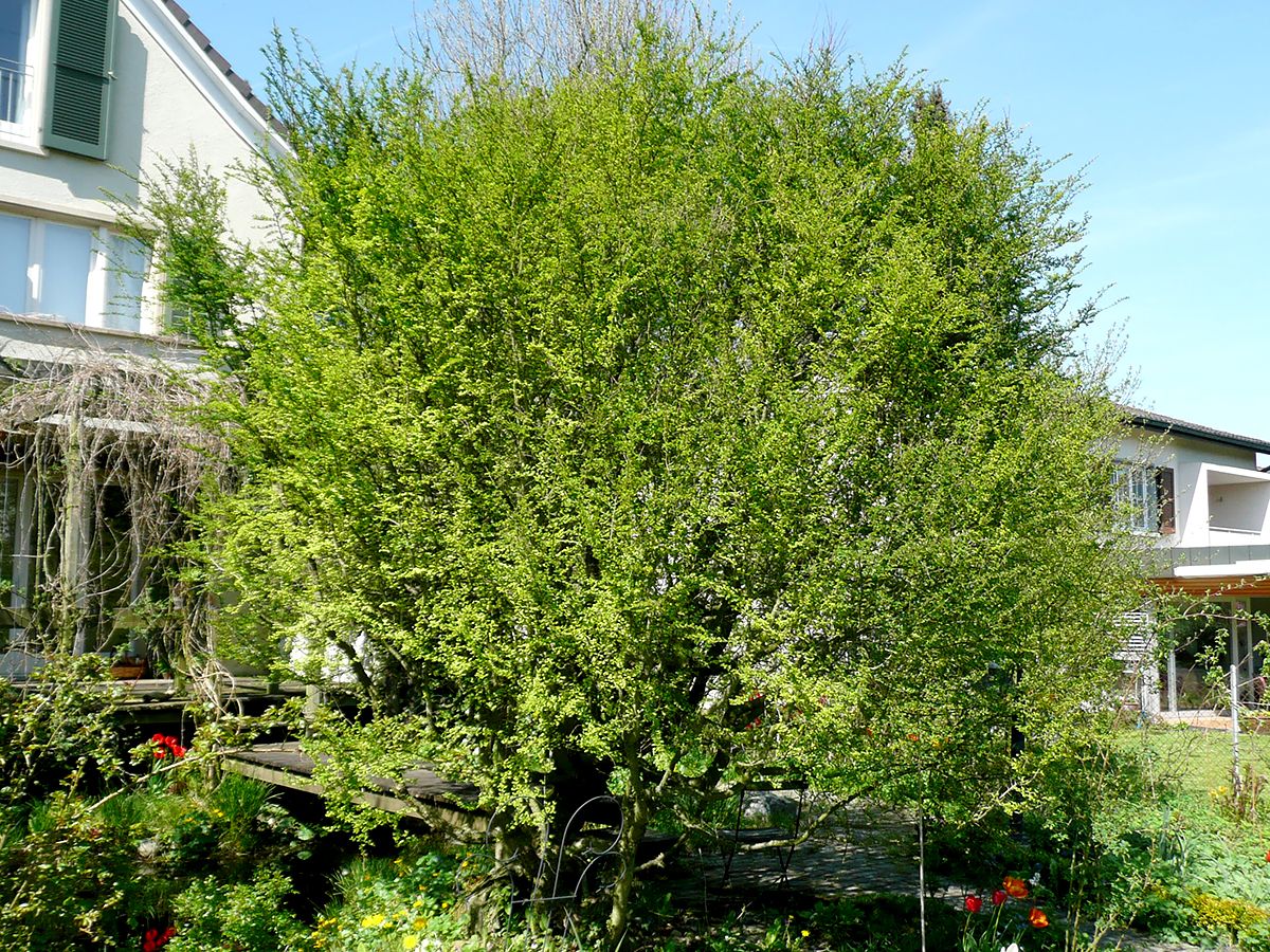 Scheinbuche