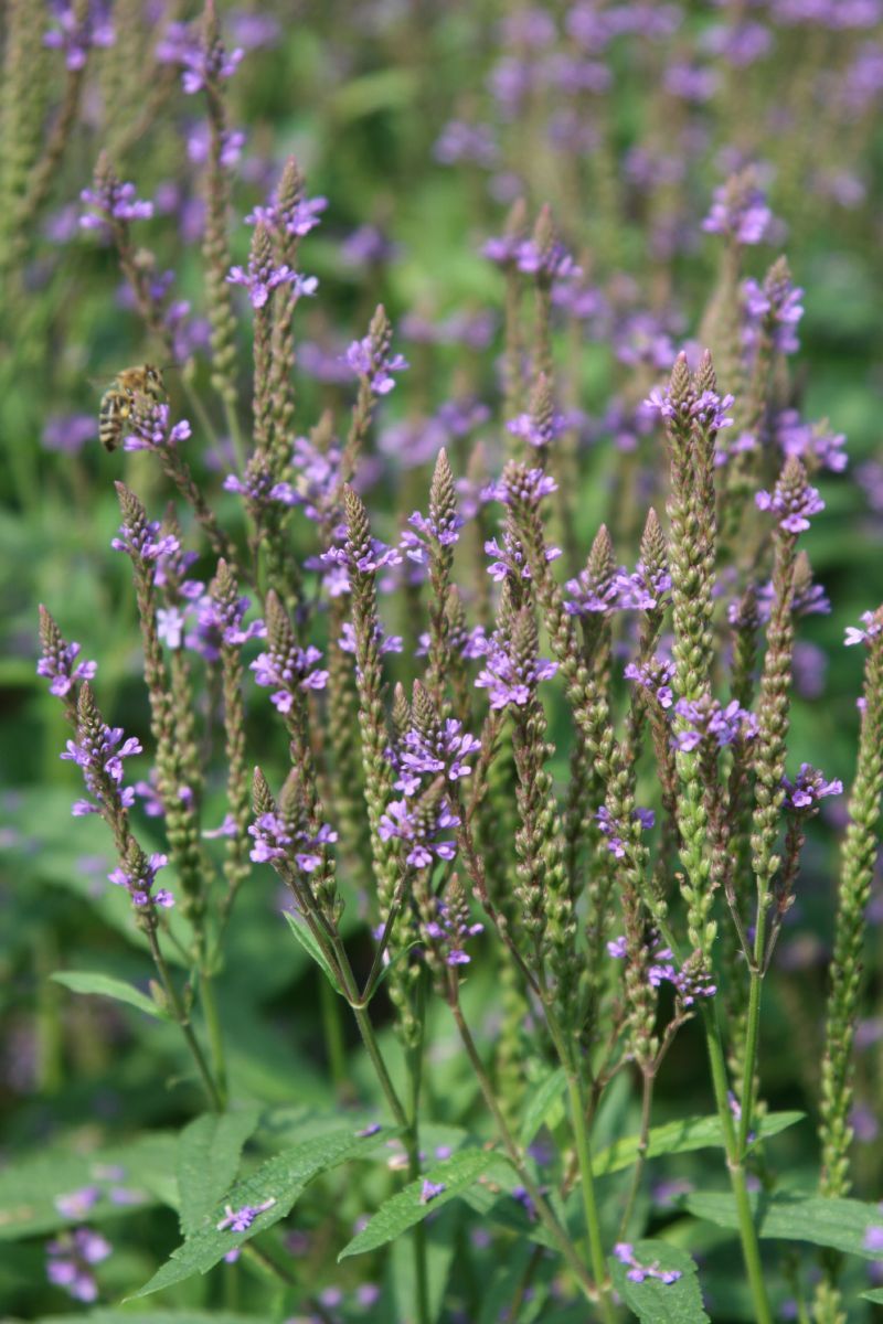 Eisenkraut Eisenkraut