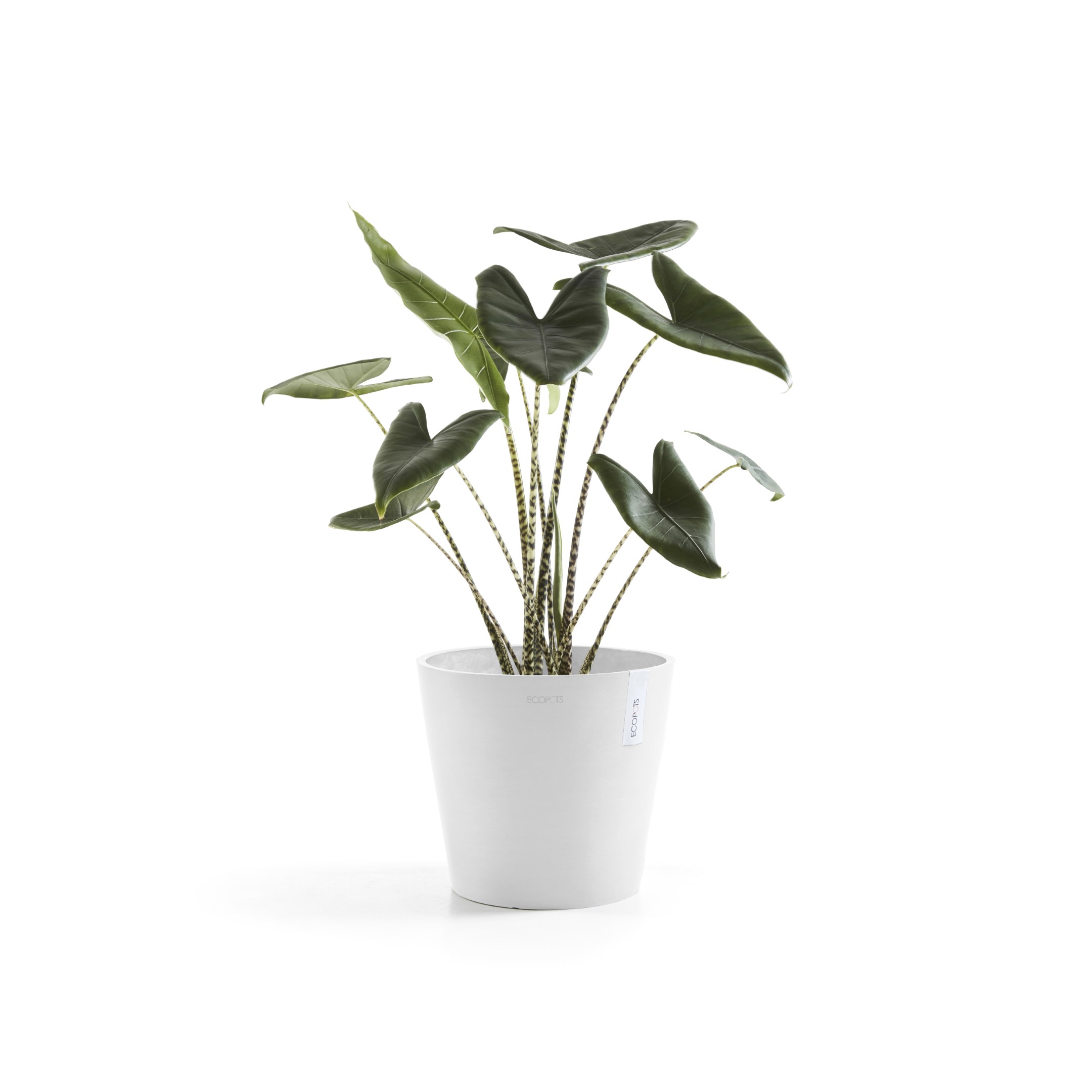 Ecopots Amsterdam