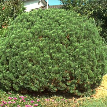 Zwergföhre Mops Zwergföhre Mops