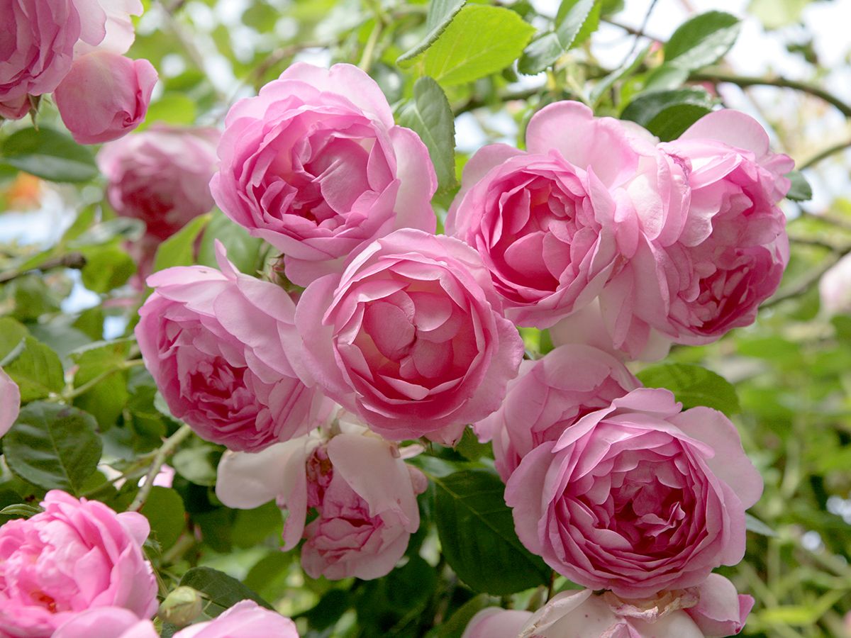 Jasmina® ADR 2007 Kletterrose (anspruchslos) Jasmina® ADR 2007 Kletterrose (anspruchslos)