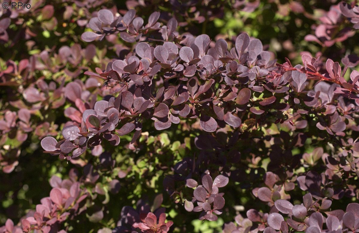 Rotblättrige Berberitze Atropurpurea Rotblättrige Berberitze Atropurpurea